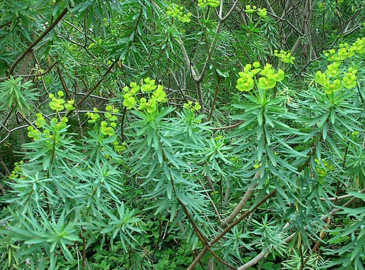 Euphorbia dendroides / Euforbia arborescente